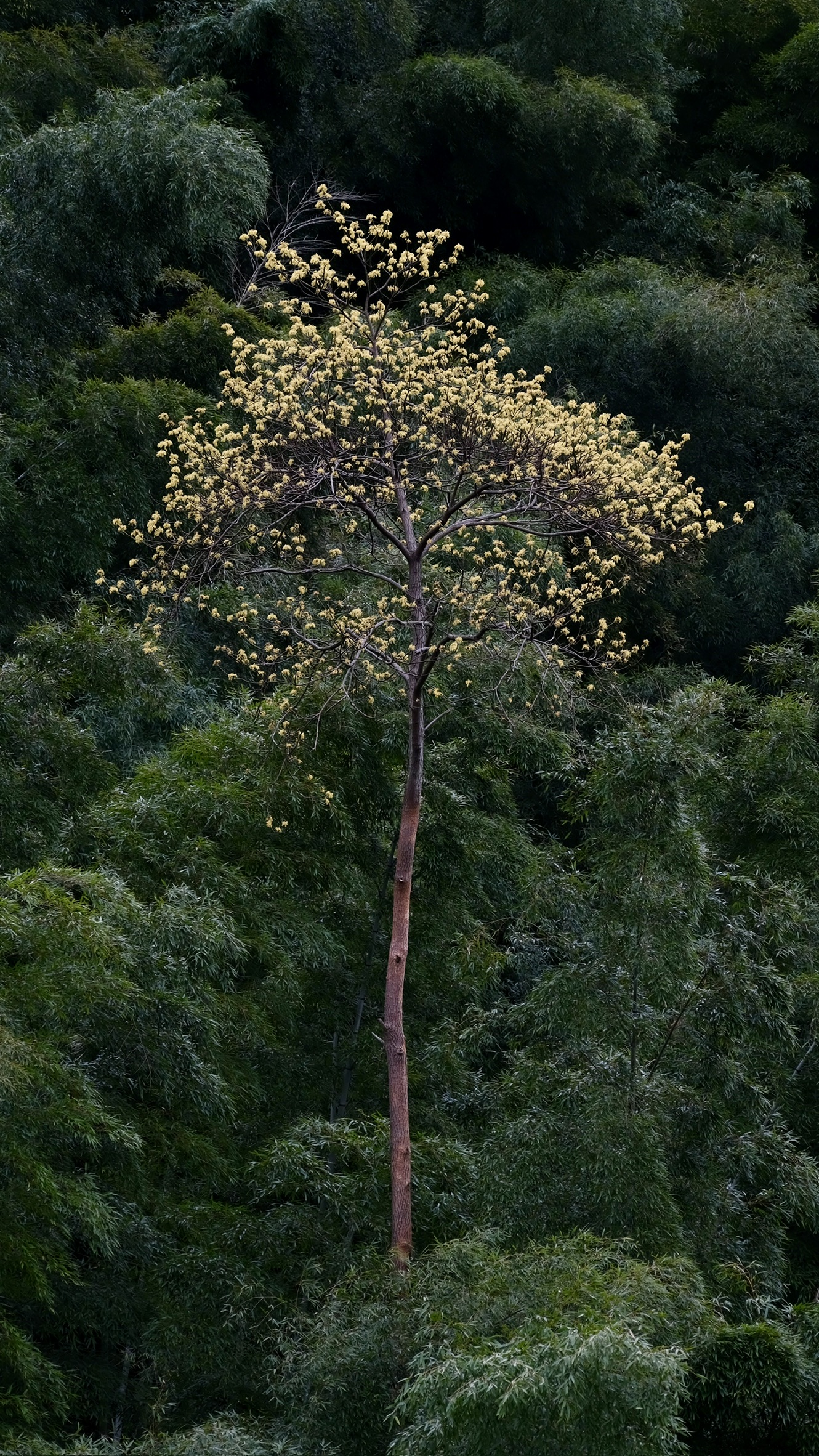 Tailwind CSS Carousel component